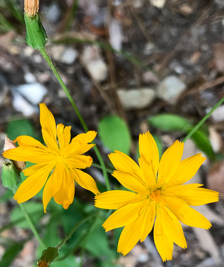 image of Krigia biflora ssp. biflora, Orange Dwarf-dandelion, Two-flower Dwarf-dandelion, Two-flower Cynthia, Twin-flowered Cynthia