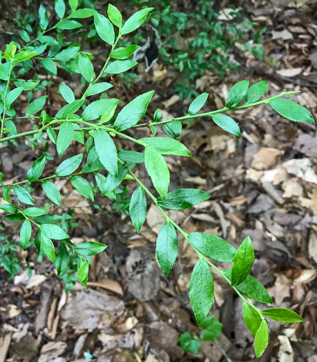 image of Vaccinium elliottii, Mayberry, Elliott's Blueberry