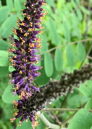 image of Amorpha fruticosa, False Indigo, Tall Indigo-bush, False Indigo-bush