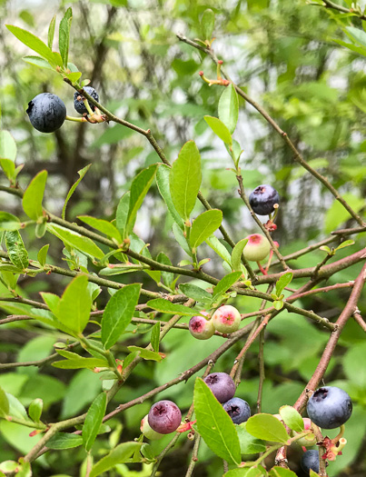 image of Vaccinium elliottii, Mayberry, Elliott's Blueberry