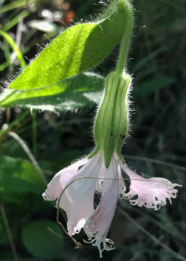 image of Silene catesbyi, Eastern Fringed Campion, Eastern Fringed Catchfly