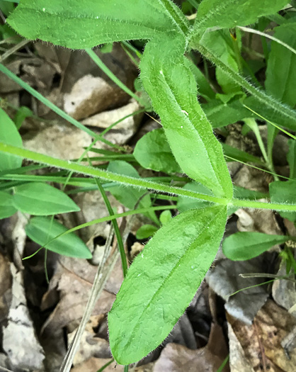 image of Silene catesbyi, Eastern Fringed Campion, Eastern Fringed Catchfly