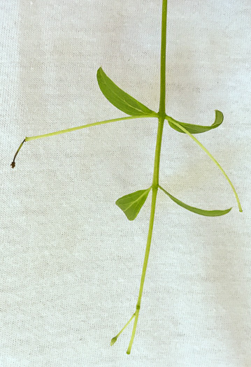 image of Chionanthus virginicus, Fringetree, Grancy Graybeard, Old Man's Beard, Grandsir-graybeard