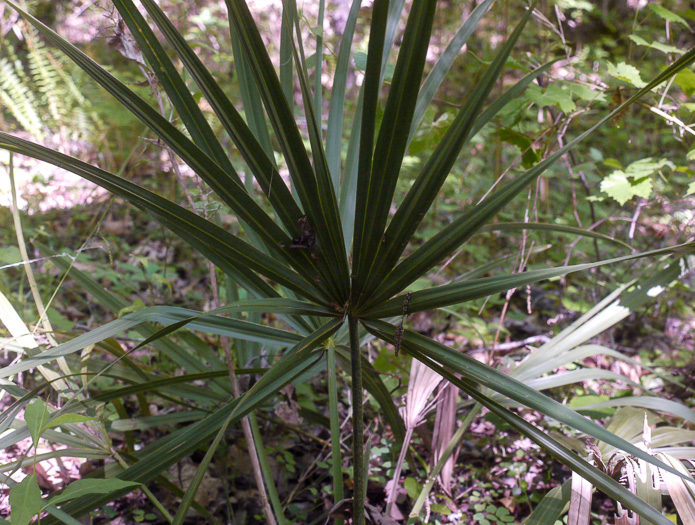 image of Sabal minor, Dwarf Palmetto, Bush Palmetto, Dwarf Blue Palmetto, Bluestem Palmetto