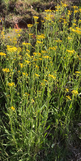 image of Packera anonyma, Small's Ragwort, Squaw-weed, Appalachian Ragwort