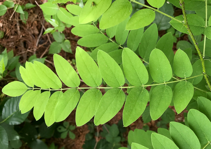 image of Robinia viscosa, Clammy Locust