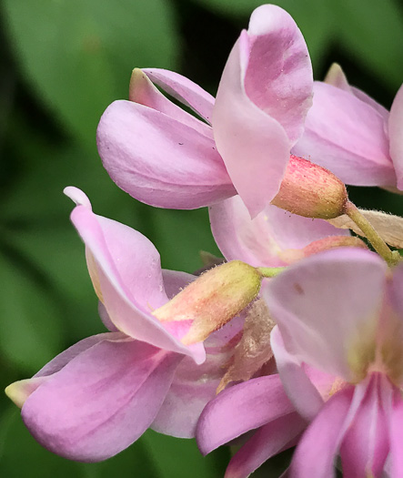 image of Robinia viscosa, Clammy Locust