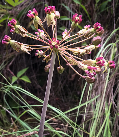 image of Asclepias amplexicaulis, Wavyleaf Milkweed, Clasping Milkweed, Sand Milkweed, Blunt-leaved Milkweed