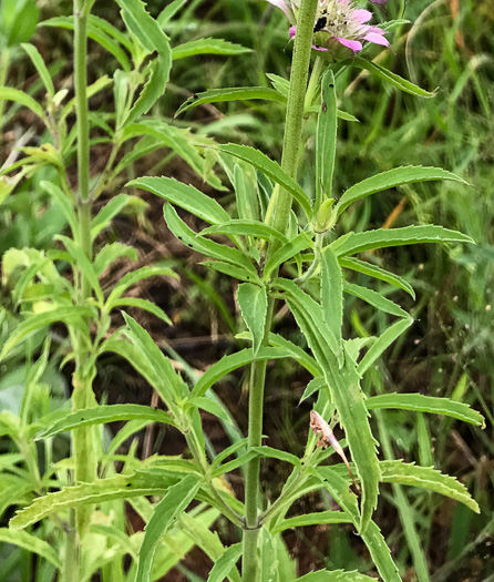 image of Monarda citriodora var. citriodora, Lemon Bergamot, Lemon Mint