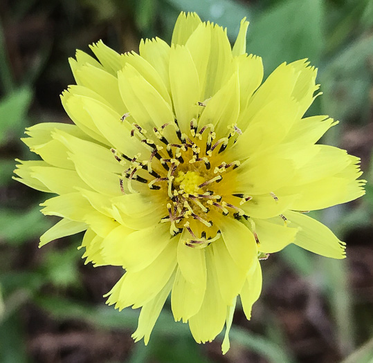 Carolina False-dandelion