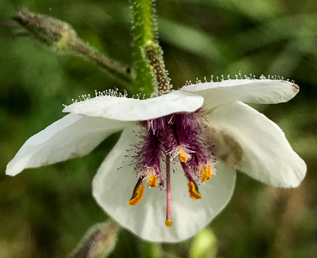 image of Verbascum blattaria, Moth Mullein