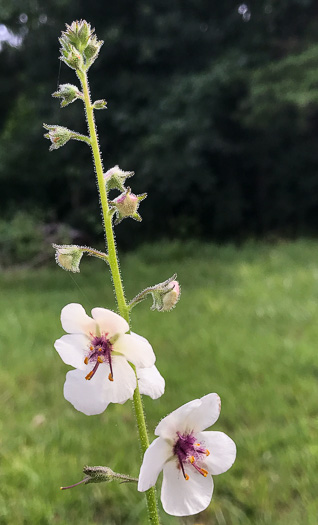 image of Verbascum blattaria, Moth Mullein