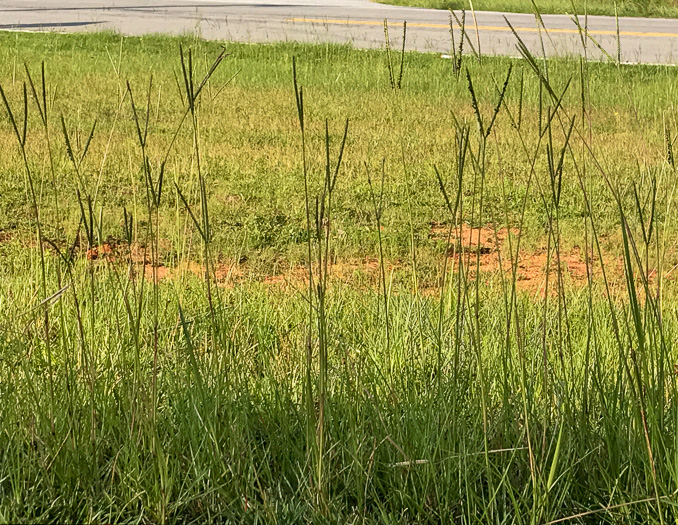 image of Paspalum notatum, Bahia-grass