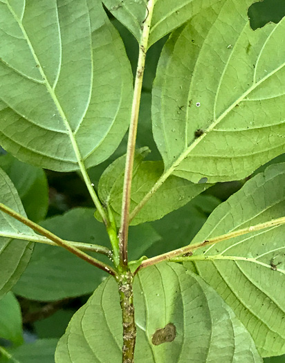 image of Swida alternifolia, Alternate-leaf Dogwood, Pagoda Dogwood, Pagoda Cornel