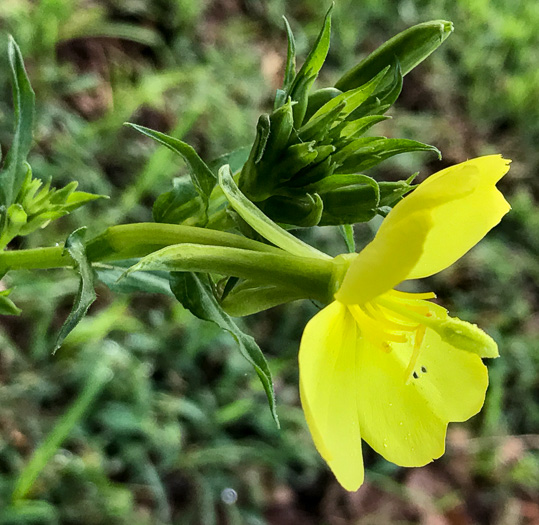 image of Oenothera biennis, Common Evening-primrose