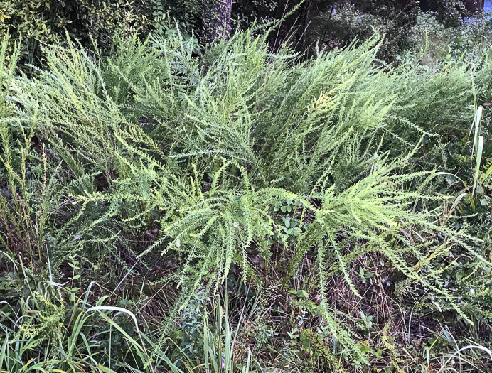 image of Lespedeza cuneata, Sericea Lespedeza, Chinese Lespedeza, Sericea