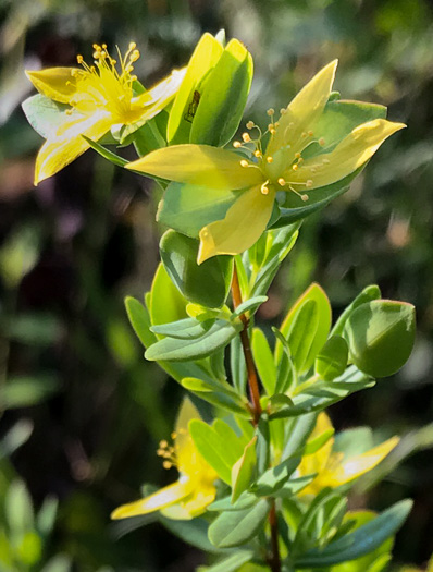 image of Hypericum hypericoides, St. Andrew's Cross