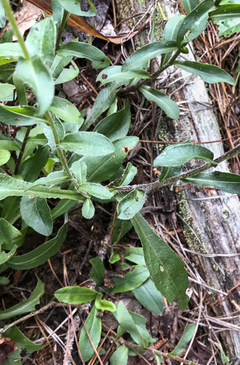 image of Chrysopsis mariana, Maryland Goldenaster