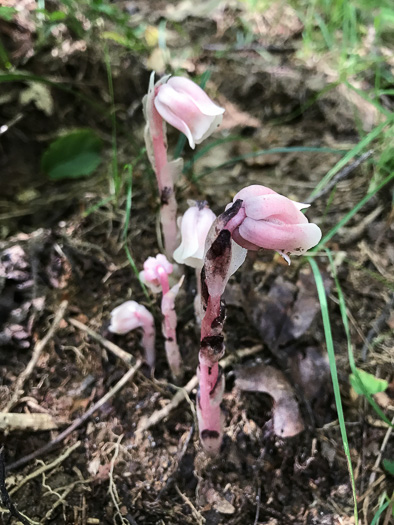 image of Monotropa uniflora, Indian Pipes, Ghost-flower, Common Ghost Pipes