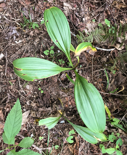 image of Melanthium parviflorum, Mountain Bunchflower, Small-flowered Hellebore, Small False Hellebore, Appalachian Bunchflower