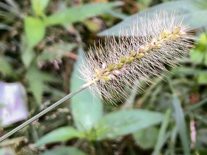 image of Setaria parviflora, Perennial Foxtail-grass, Knotroot Bristlegrass, Marsh Foxtail, Knotroot Foxtail