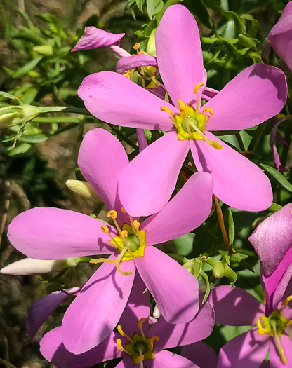 image of Sabatia angularis, Rose-pink, Bitterbloom, Common Marsh-pink, American Centaury