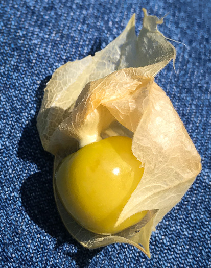 image of Physalis heterophylla, Clammy Ground-cherry