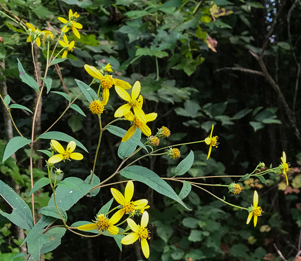 image of Helianthus microcephalus, Small Wood Sunflower, Small-headed Sunflower