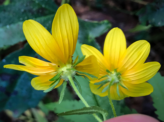 image of Bidens polylepis, Ditch Daisy, Bearded Beggarticks, Midwestern Tickseed-sunflower, Tickseed Sunflower