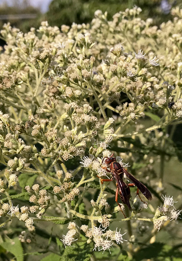 image of Eupatorium perfoliatum, Boneset