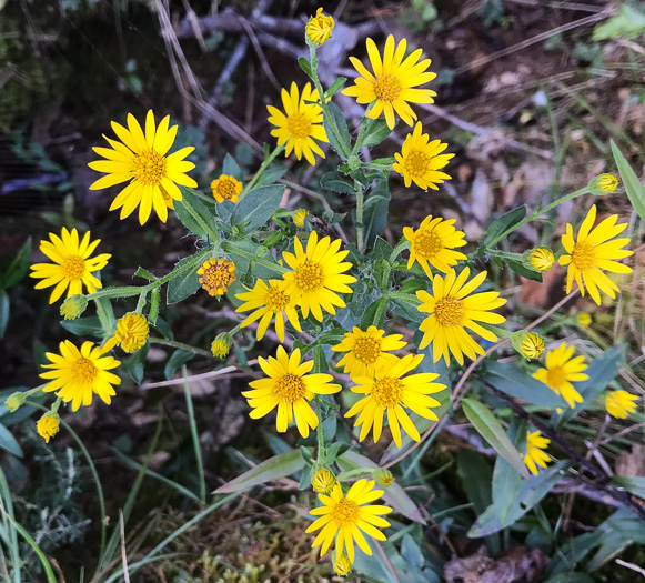 image of Chrysopsis mariana, Maryland Goldenaster