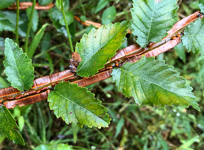 image of Ulmus alata, Winged Elm