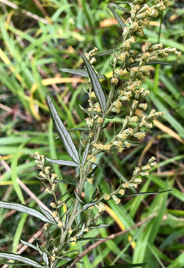 image of Artemisia vulgaris, Mugwort, Felon Herb