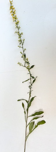 image of Solidago erecta, Slender Goldenrod, Erect Goldenrod