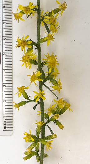 image of Solidago erecta, Slender Goldenrod, Erect Goldenrod