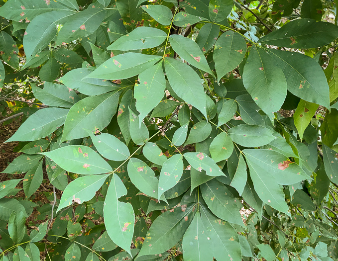 image of Carya pallida, Sand Hickory, Pale Hickory