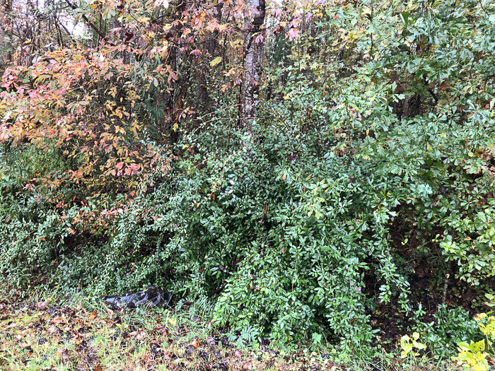 image of Elaeagnus pungens, Thorny Olive, Autumn Siverberry, Silverthorn, Thorny Elaeagnus