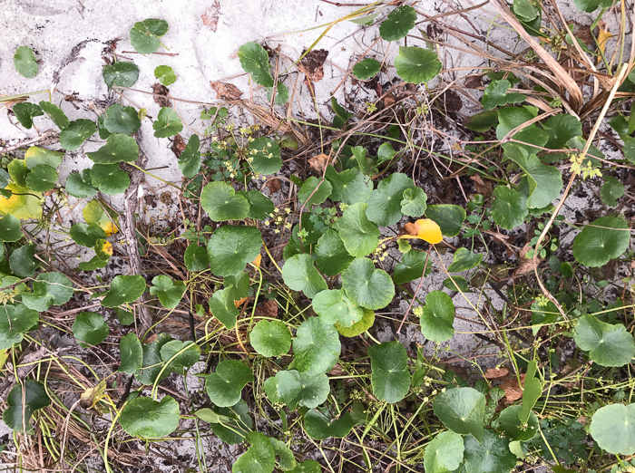 image of Hydrocotyle bonariensis, Dune Pennywort, Seaside Pennywort, Dune Water-pennywort, Largeleaf Pennywort