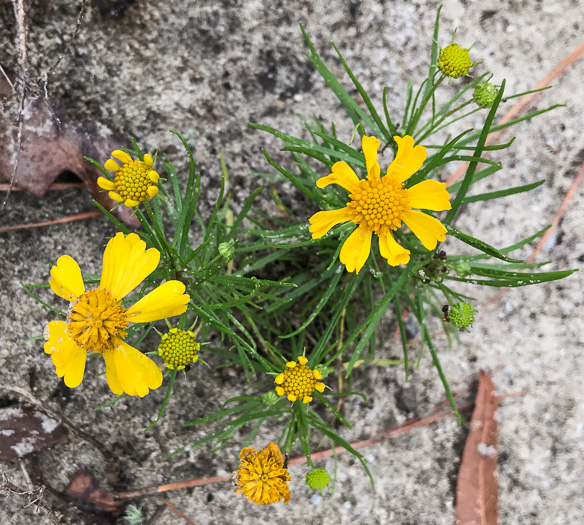 image of Helenium amarum, Bitterweed, Yellow Sneezeweed, Bitter Sneezeweed