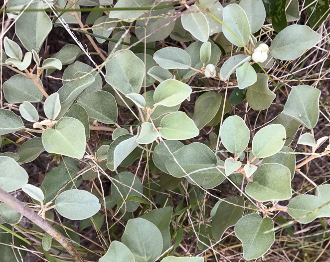 image of Croton punctatus, Silverleaf Croton, Gulf Croton, Beach-tea