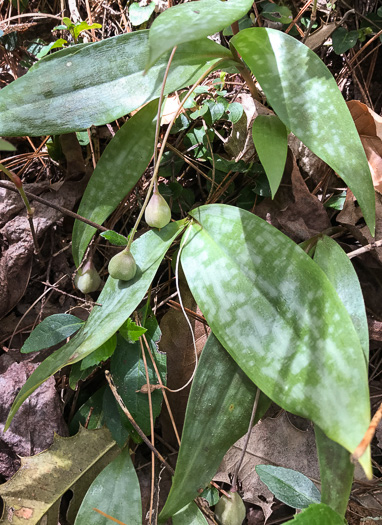 image of Erythronium umbilicatum ssp. umbilicatum, Dimpled Trout Lily, Dogtooth Violet