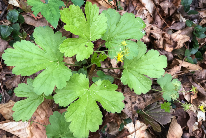 image of Waldsteinia lobata, Piedmont Barren Strawberry, Lobed Barren Strawberry