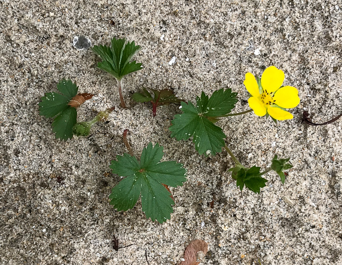 image of Potentilla canadensis, Dwarf Cinquefoil, Running Five-fingers