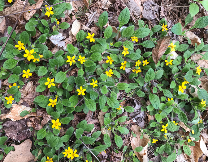 image of Chrysogonum repens, Carolina Green-and-gold