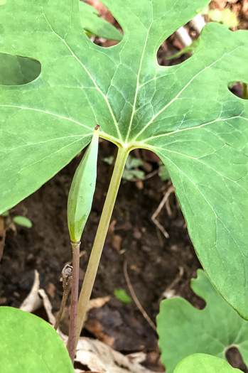 image of Sanguinaria canadensis, Bloodroot, Red Puccoon