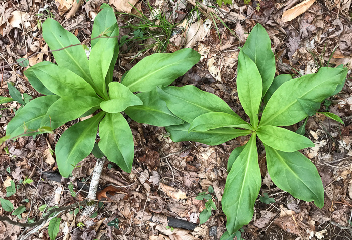 image of Frasera caroliniensis, American Columbo