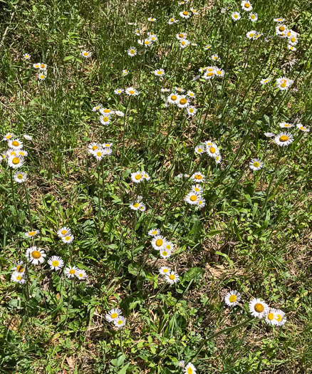 image of Erigeron pulchellus var. pulchellus, Robin's Plantain