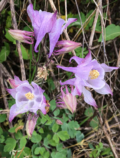 image of Aquilegia vulgaris, European Columbine, Garden Columbine