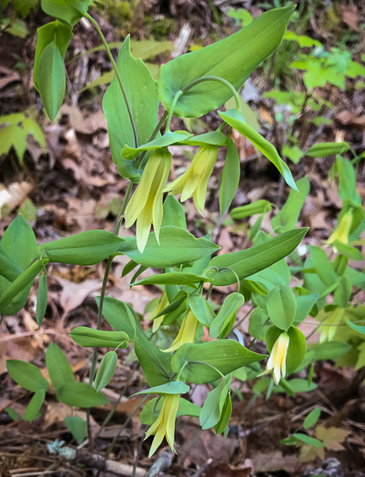 image of Uvularia perfoliata, Perfoliate Bellwort