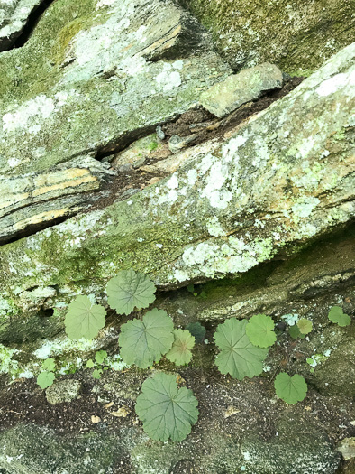 image of Heuchera parviflora var. parviflora, Littleflower Alumroot, Cave Alumroot, Cumberland Grotto Alumroot, Small-flower Alumroot